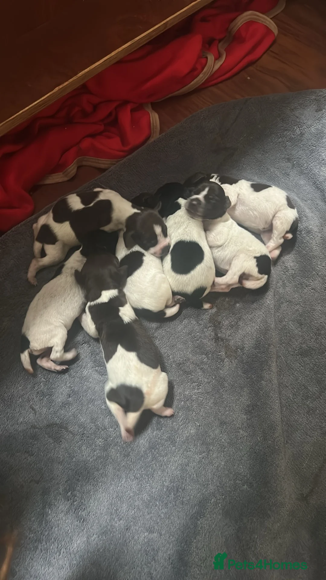 German Shorthaired Pointer dogs for stud: PROVEN KC REG German shorthaired Pointer Stud - Advert 4