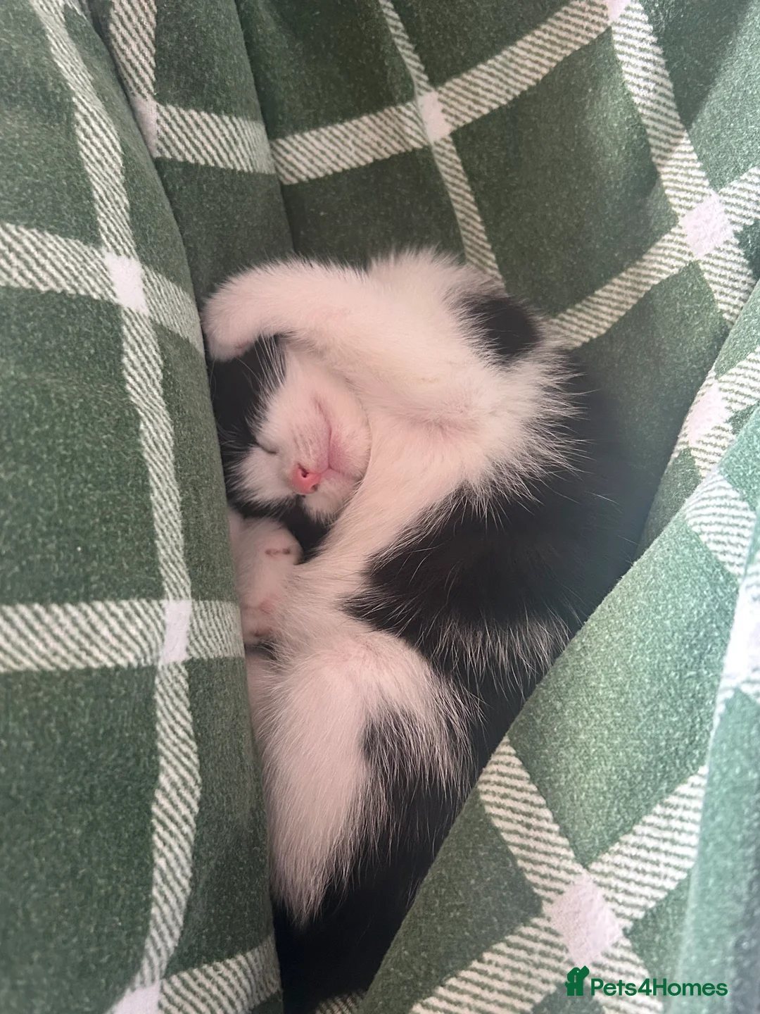 Mixed Breed cats for sale: Cleo and Athena  in Smethwick - Advert 10