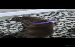 Labrador Retriever dogs for sale: 💫Stunning chocolate and black labrador pups 💫 - Image 4