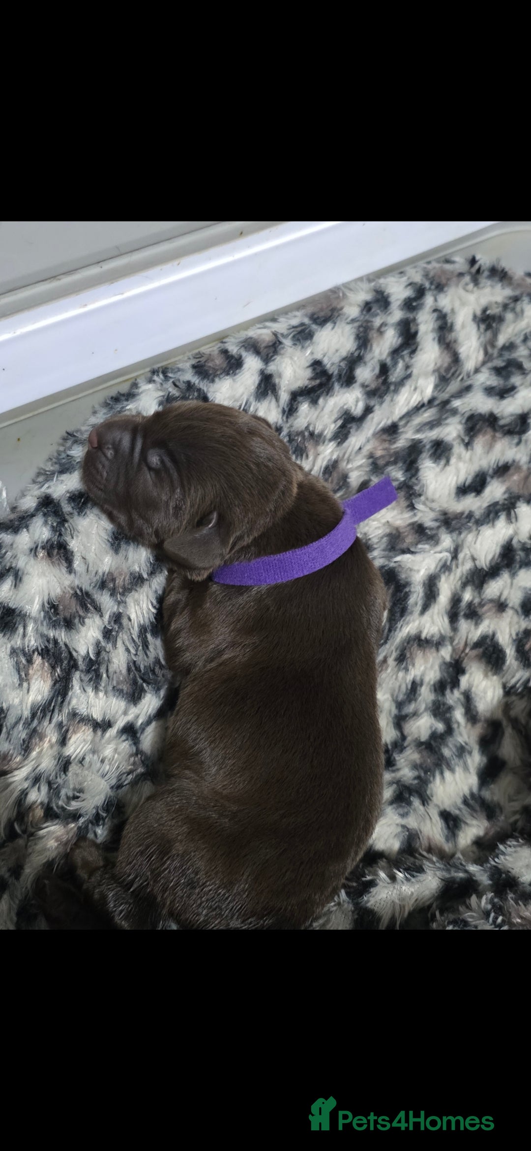 Labrador Retriever dogs for sale: 💫Stunning chocolate and black labrador pups 💫 - Image 4
