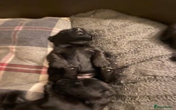Scottish Terrier dogs for sale: Scottish terriers puppies - Advert 4