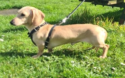 Miniature Dachshund dogs for sale: STUNNING KC DAPPLES. 5* breeder - Image 13