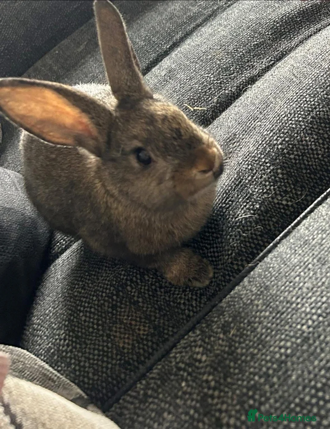 Rex rabbits for sale: X2 sisters beautiful handreared indoor pets - Advert 2