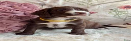 Sprocker dogs for sale: Sprocker Spaniel pups  in Stranraer - Advert 14