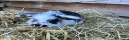 Mini Lop rabbits for sale: Gorgeous pure Mini lops  - Advert 13