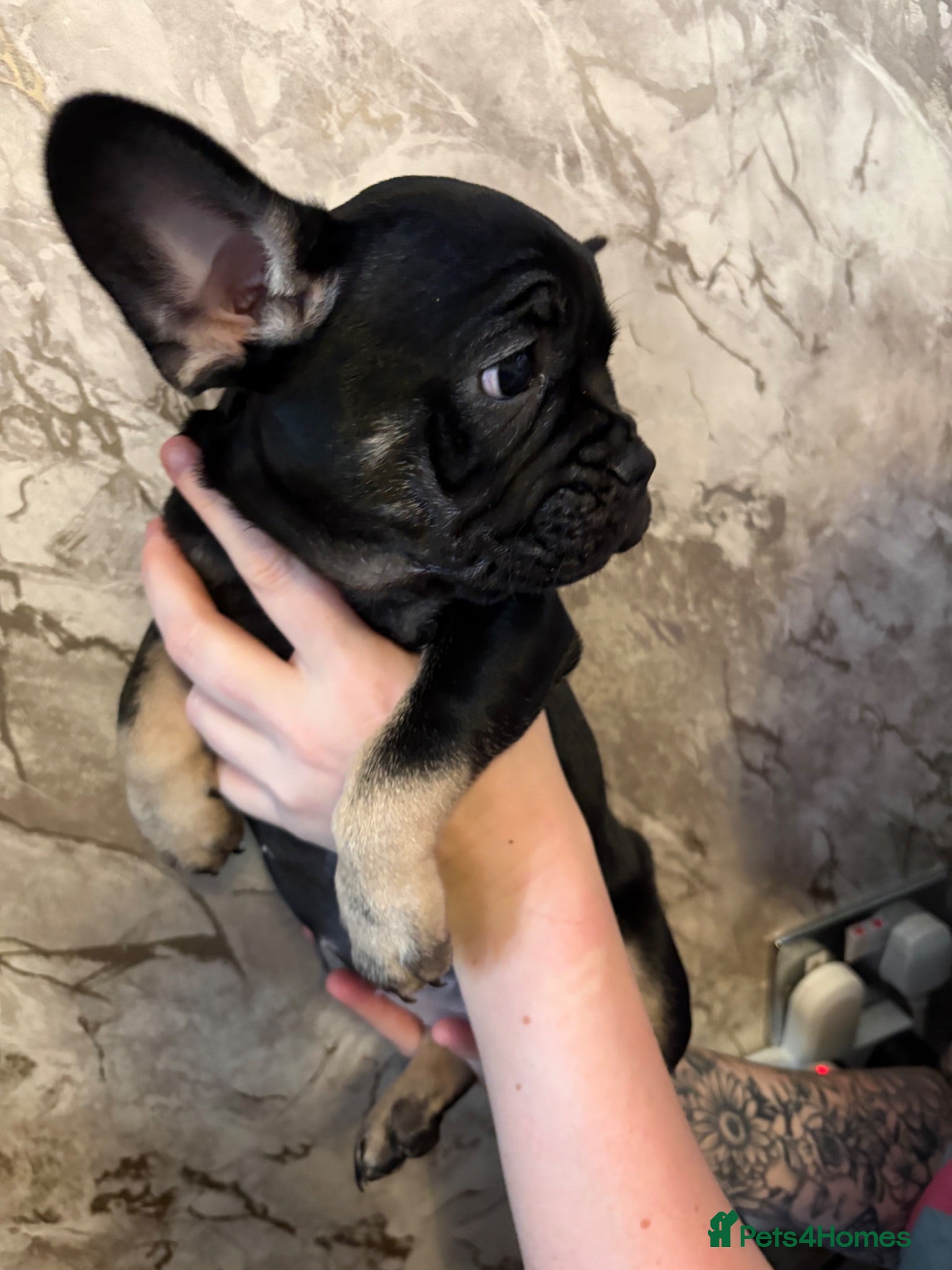 French Bulldog dogs FRENCH BULLDOG PUPPIES - READY TO LEAVE - Advert 1