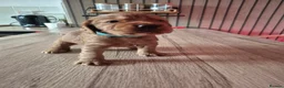 Sprocker dogs for sale: Fox red sprocker puppies - Advert 9
