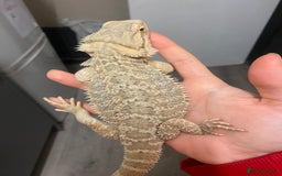 Bearded Dragon reptiles for sale: Bearded dragon  - Image 15