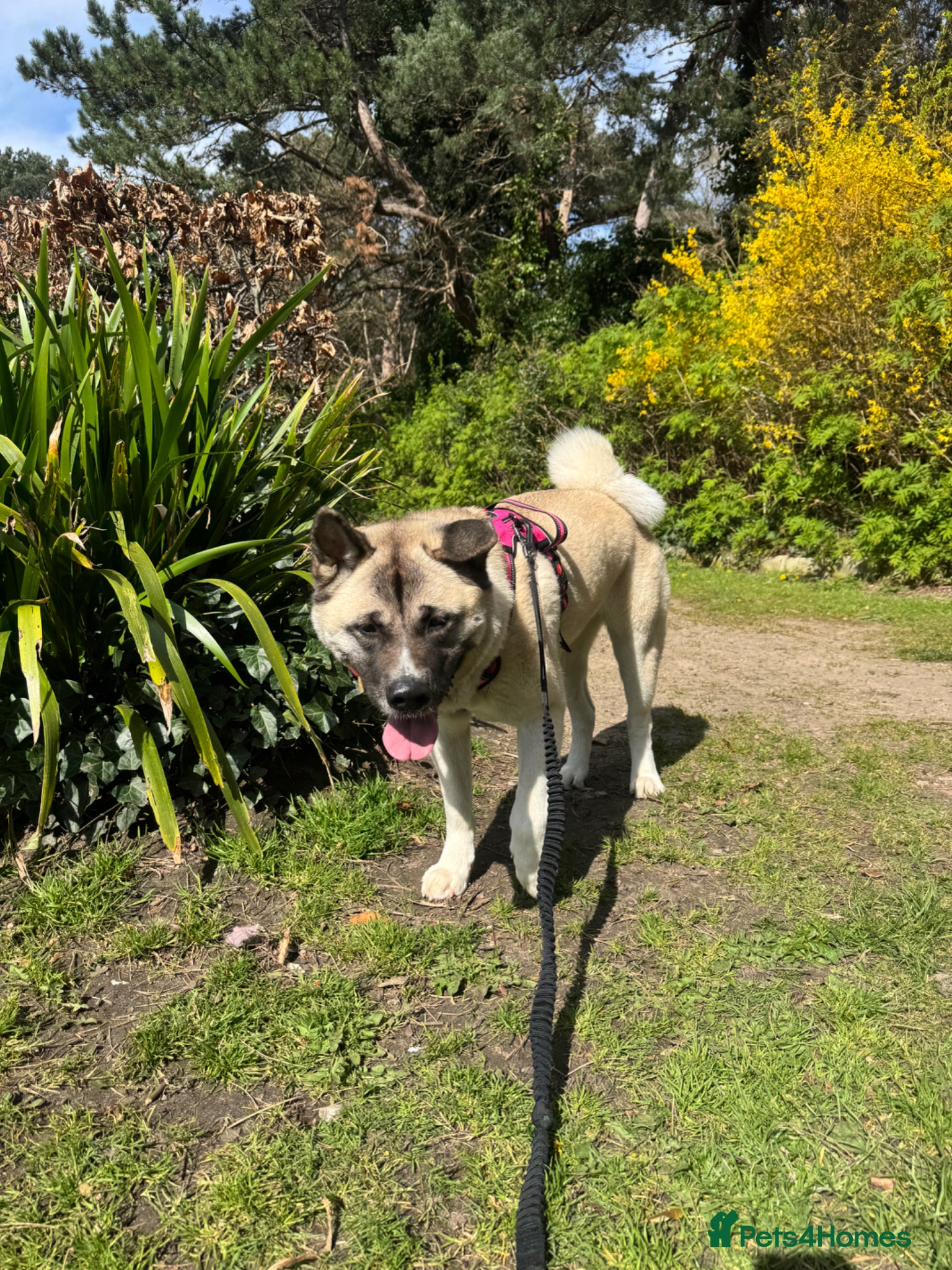 Akita dogs Bear 2 years old  - Advert 1