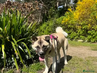 Akita dogs Bear 2 years old - Advert 3