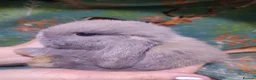 Mini Lop rabbits for sale: Baby Mini Lops - Advert 24