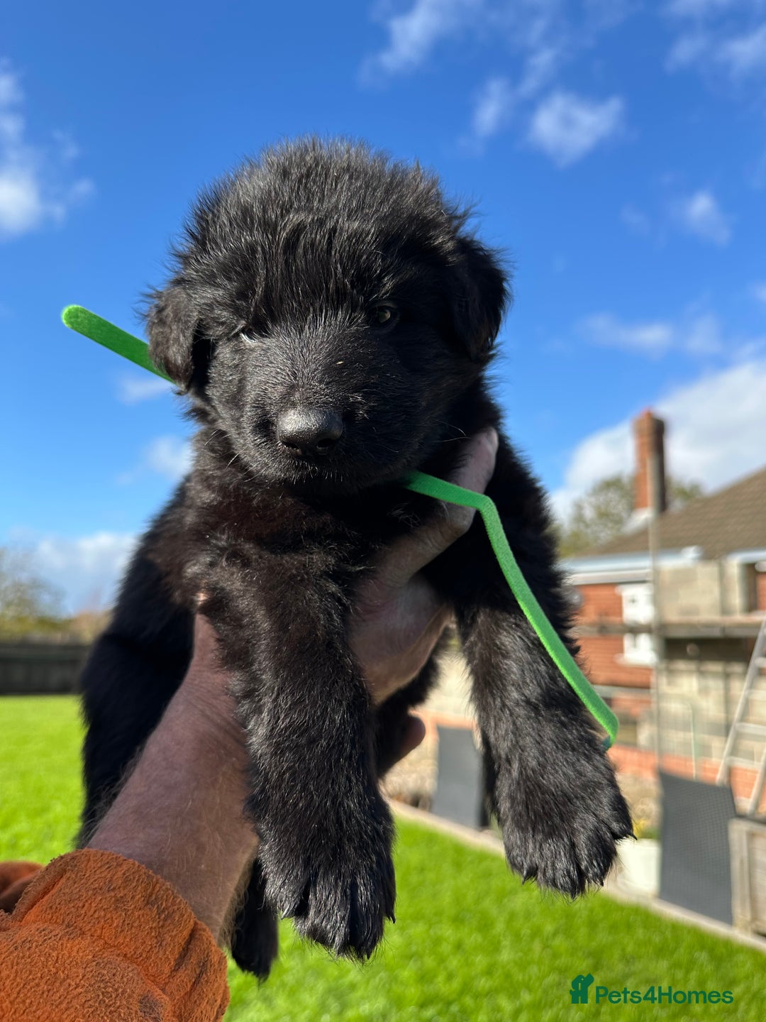 German Shepherd dogs for sale: Beautiful Litter of German Shepherd Puppies - Image 21