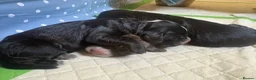 Sprocker dogs for sale: Gorgeous Sprocker spaniels for sale in West Byfleet - Advert 11