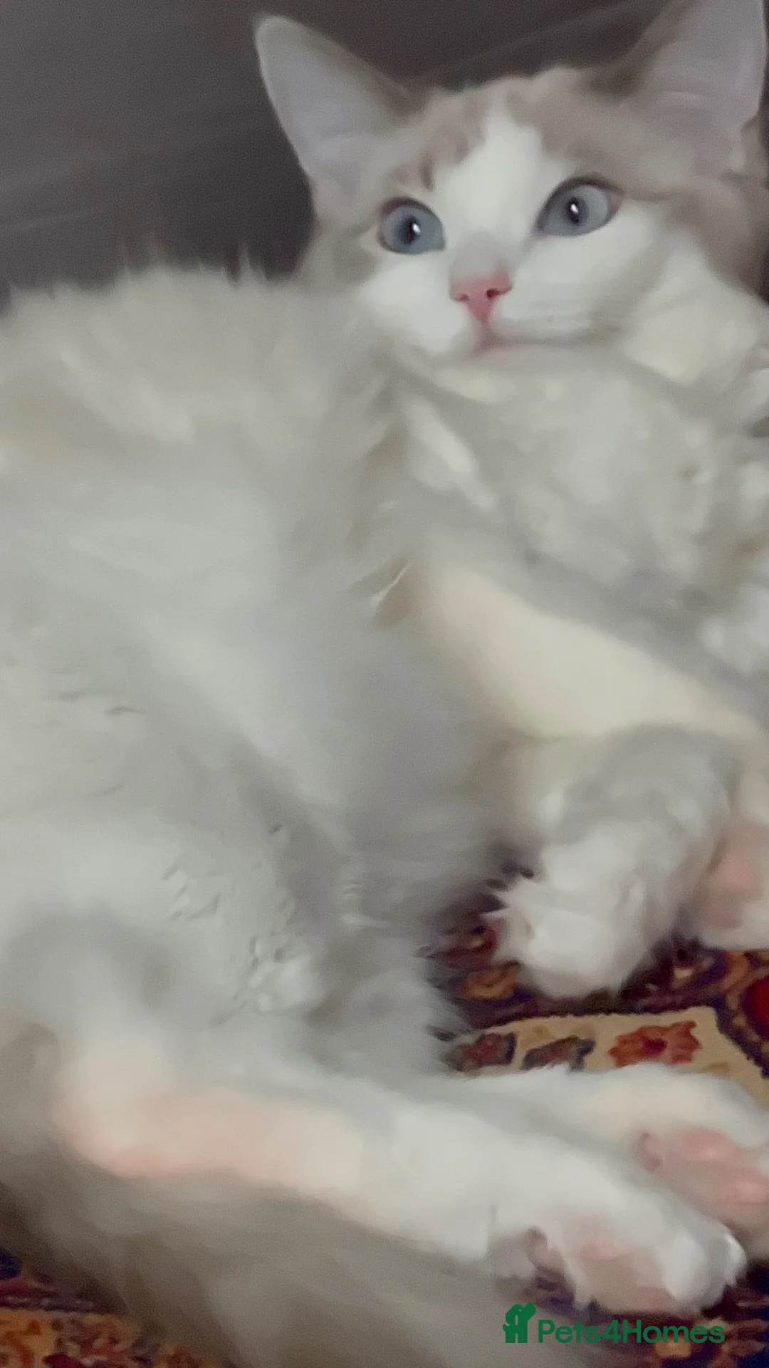 Ragdoll cats for sale: ragdoll  - Advert 1
