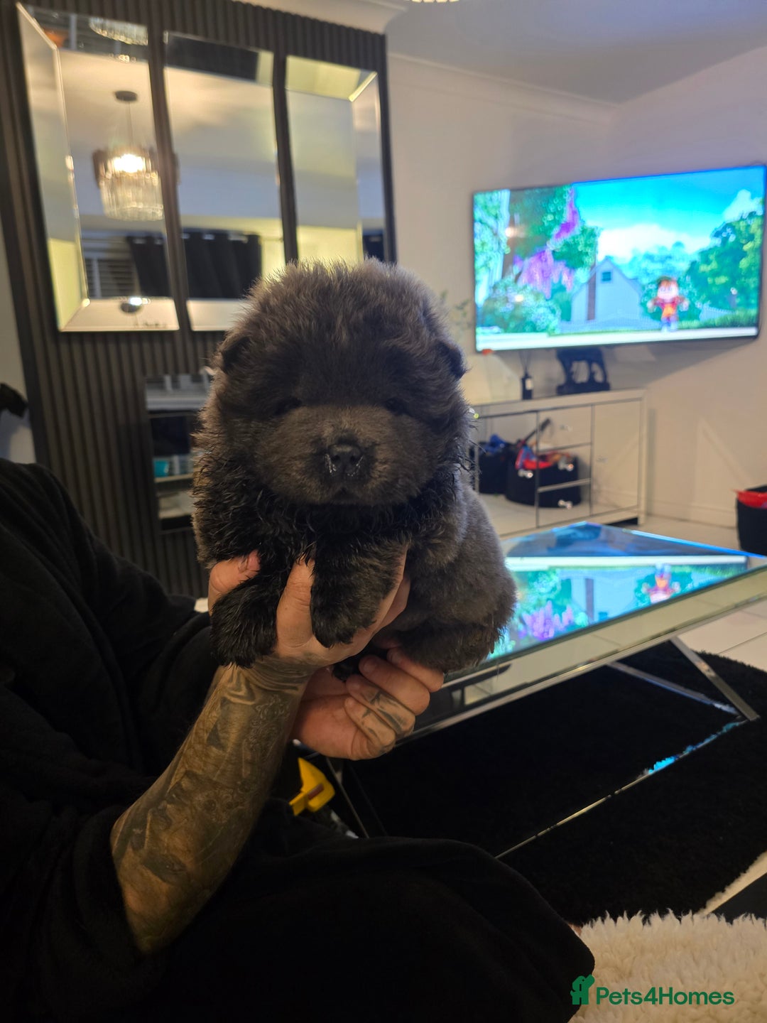 Chow Chow dogs for sale: Stunning babies  - Advert 5