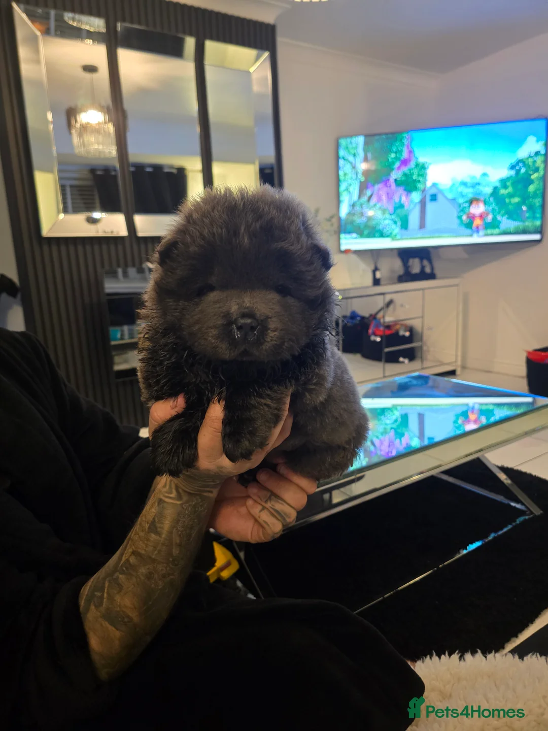 Chow Chow dogs for sale: Stunning babies  - Advert 5