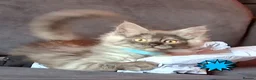 Maine Coon cats for sale: Pets or Breeding Maine Coon kittens in Manchester - Advert 12