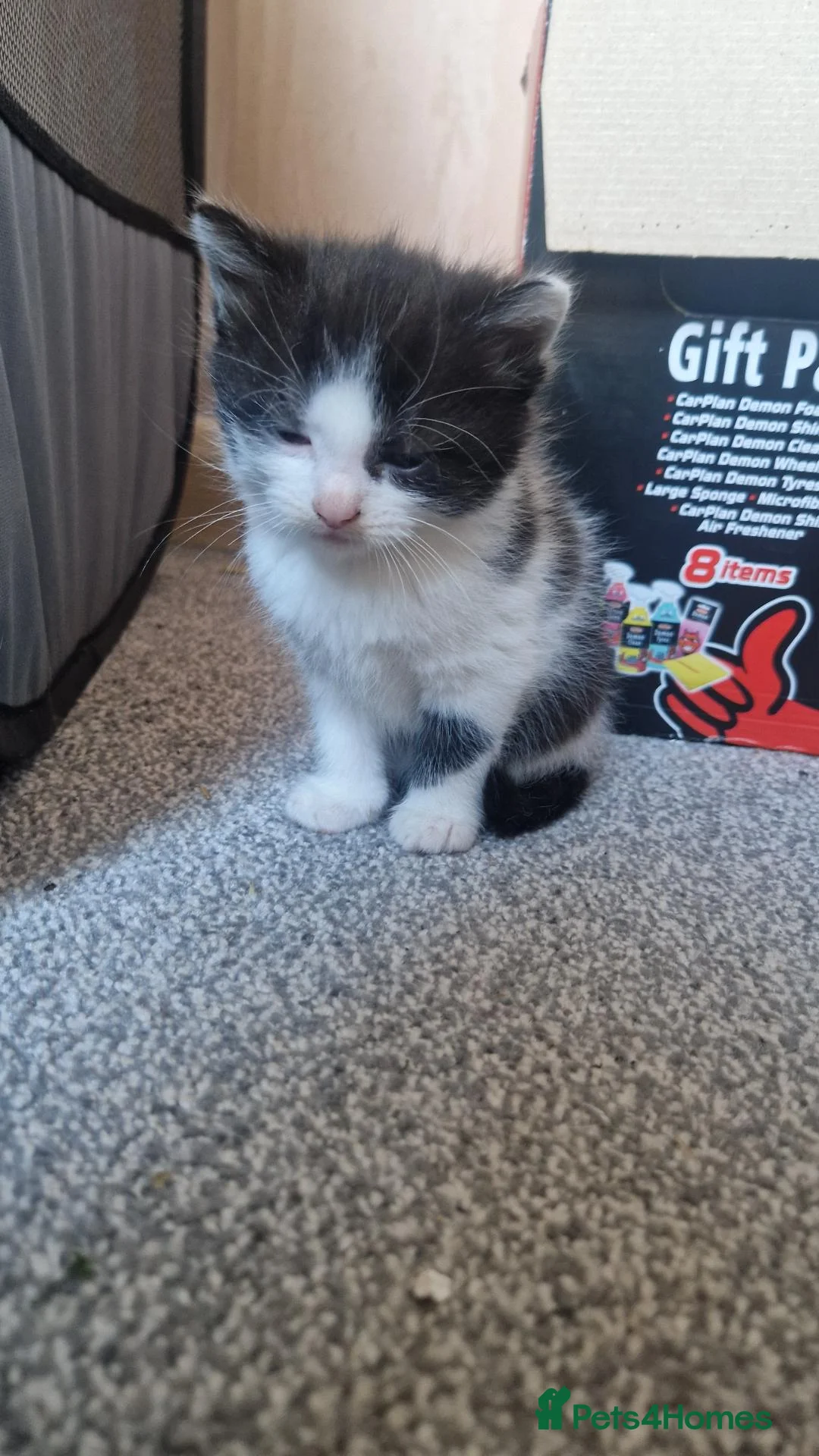Mixed Breed cats for sale: Black and white boy  - Advert 5