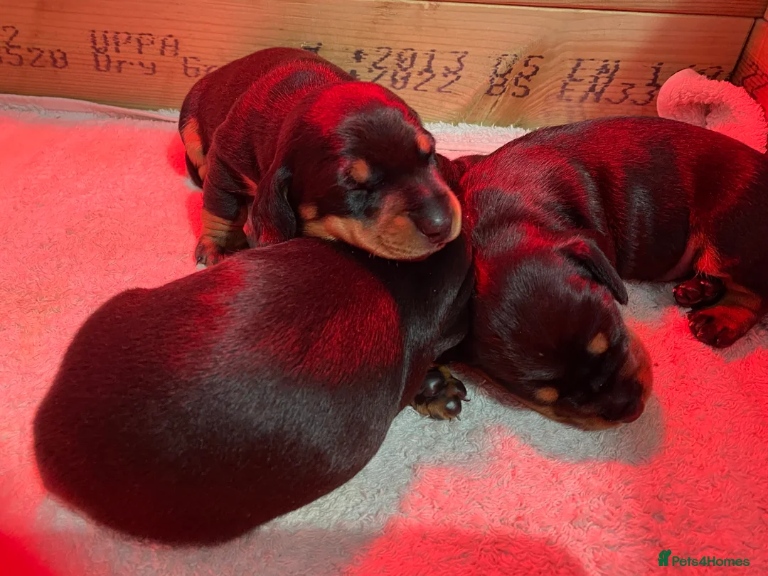 Miniature Dachshund dogs for sale: 1 male 1 female KC registered puppies  - Advert 3