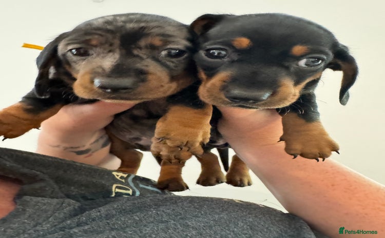 Miniature Dachshund dogs - Advert 3