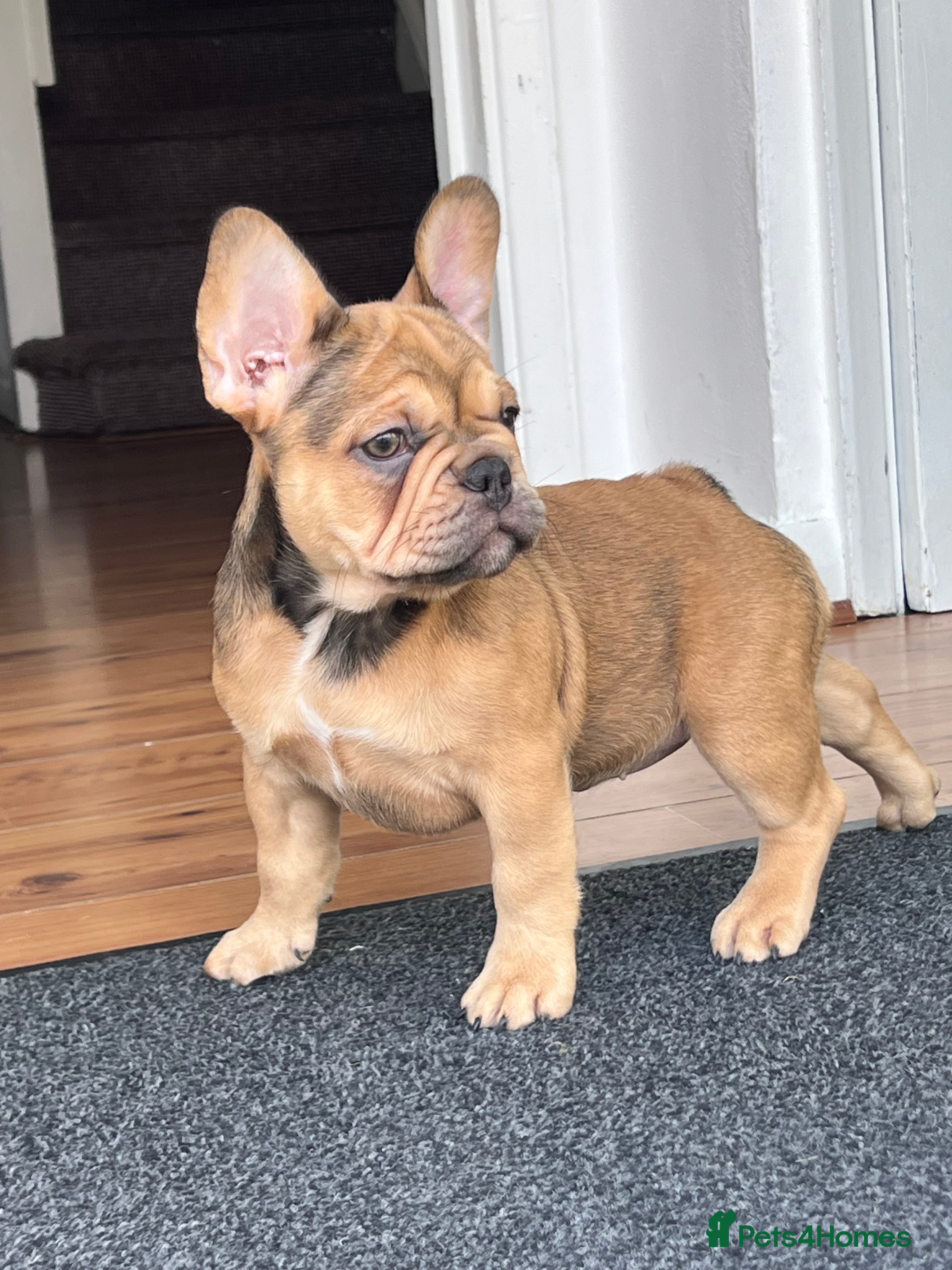 French Bulldog dogs French bulldog puppies - Advert 9