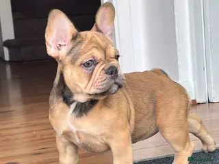 French Bulldog dogs French bulldog puppies - Advert 12