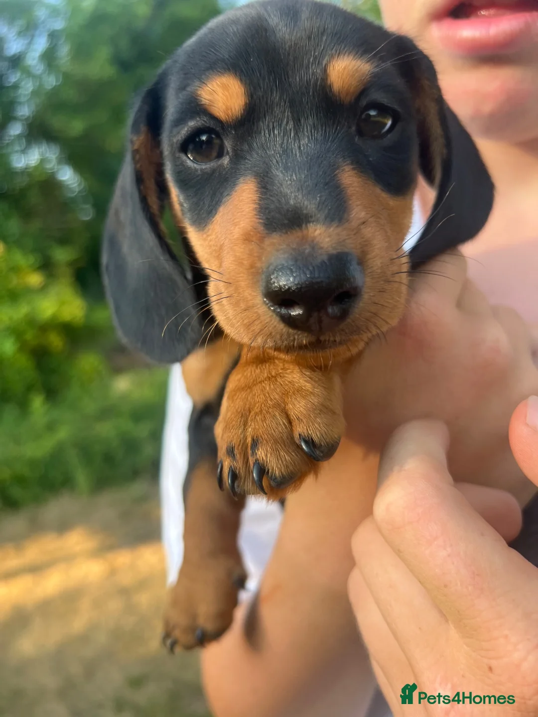 Miniature Dachshund dogs for sale: Beautiful miniature dachshund puppies - Advert 37