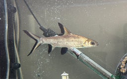 Sharks fish for sale: Silver Bala shark/ 2x snow white pleco - Image 2