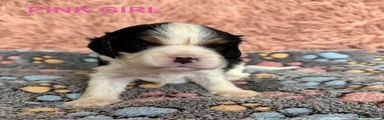 Cavalier King Charles Spaniel - Pink Girl