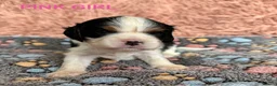 Cavalier King Charles Spaniel dogs for sale: Beautiful KC Cavalier King Charles Spaniel Puppies in Bristol - Advert 15