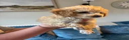 Toy Poodle dogs for sale: Beautiful Litter of Toy Poodle Pups  - Advert 11