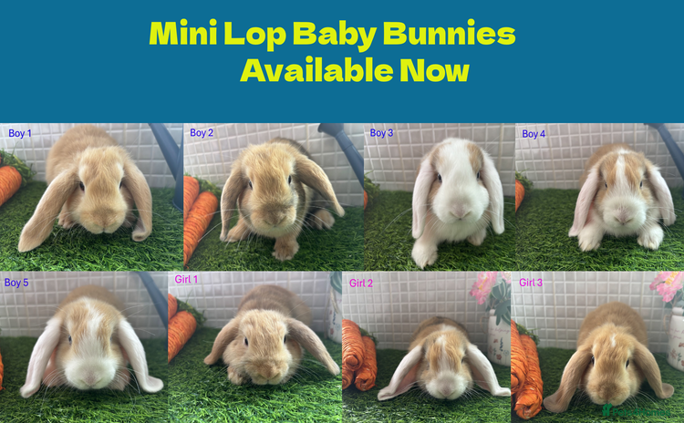 Mini Lop rabbits - Advert 1