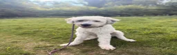 Mixed Breed dogs for sale: Handsome Buddy looking for his home in Marlborough - Advert 3