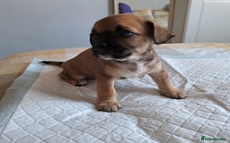 Jack Russell dogs for sale: Jack Russell for sale - Image 6