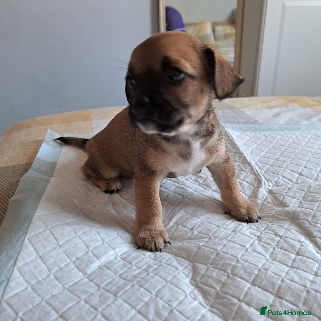 Jack Russell dogs for sale: Jack Russell for sale - Image 6