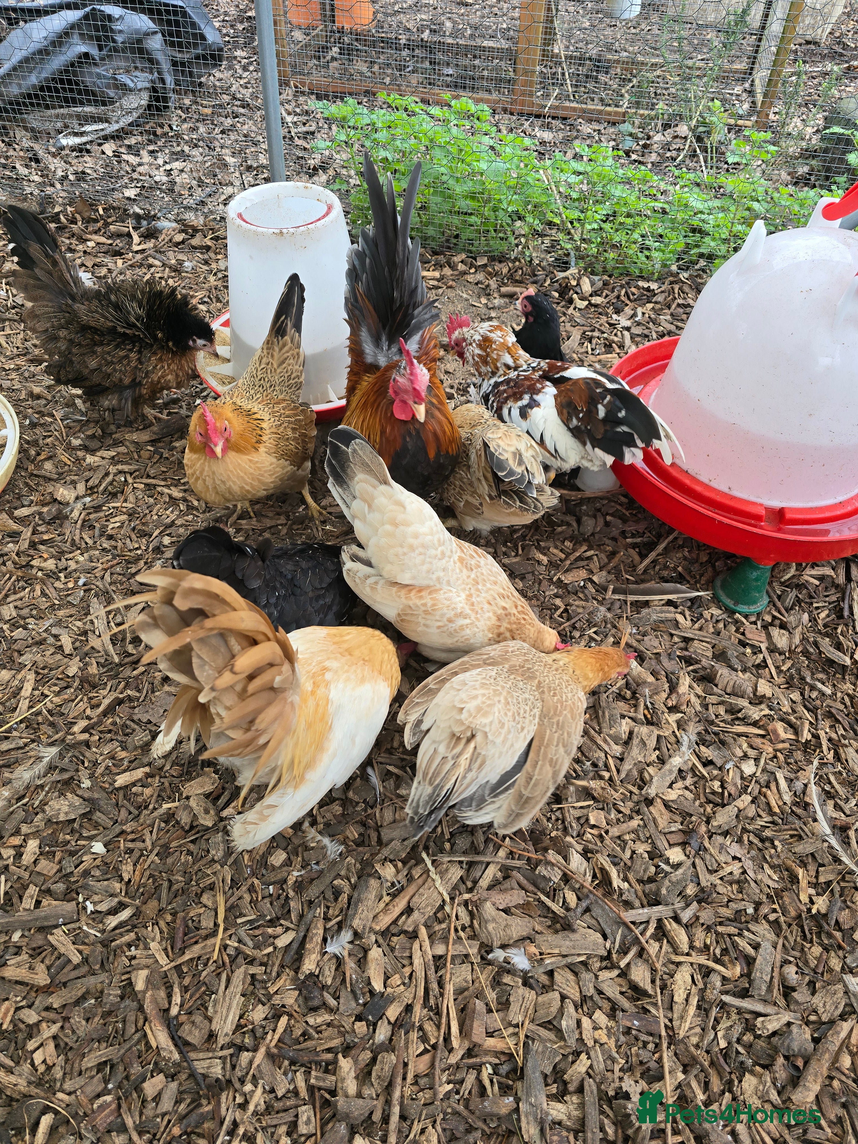 Chickens poultry Serama Hatching Eggs  - Advert 1