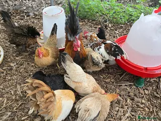 Chickens poultry Serama Hatching Eggs - Advert 1