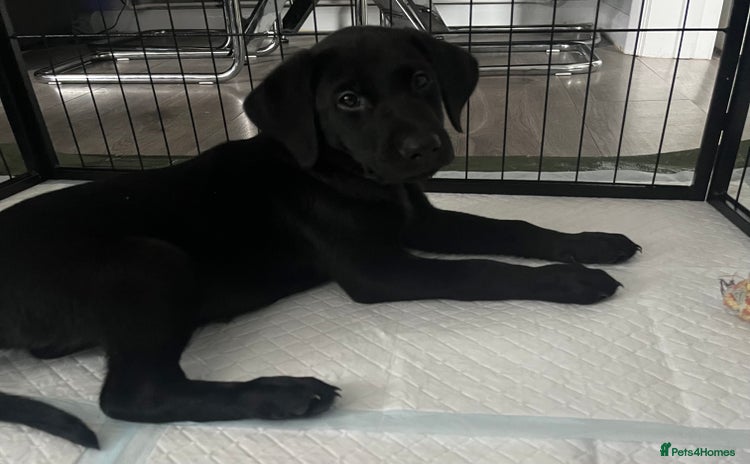 Labrador Retriever dogs - Advert 15