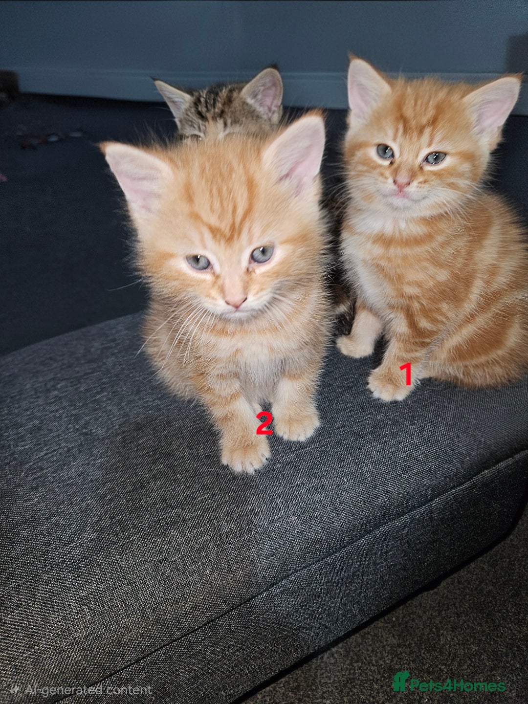 Mixed Breed cats for sale:  1 male, 1 female ginger kittens for sale.   - Advert 4