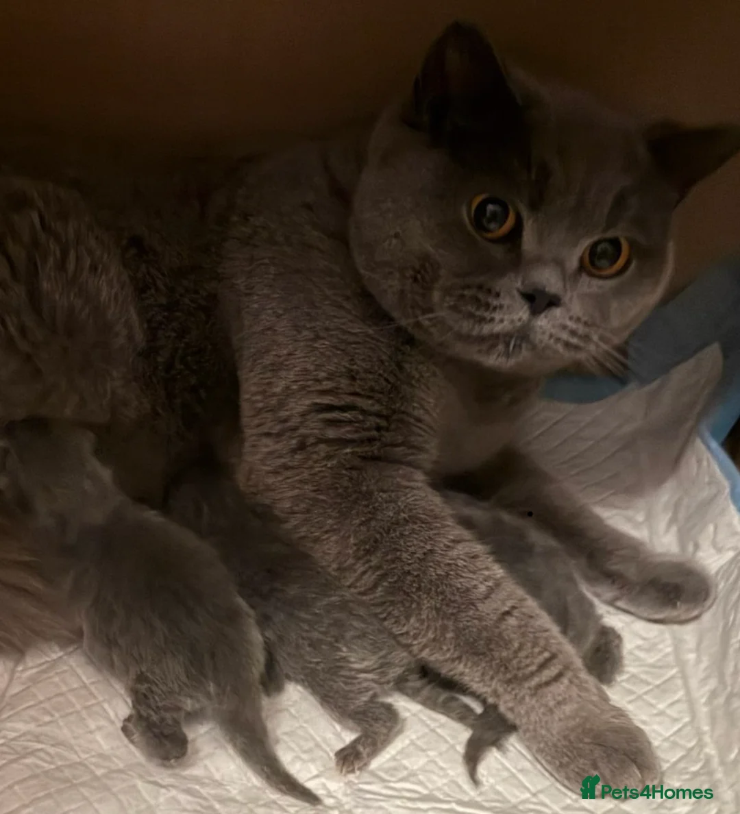 British Shorthair cats for sale: 🏆Exceptional pedigree GCCF BSH blue boy💙 - Advert 14