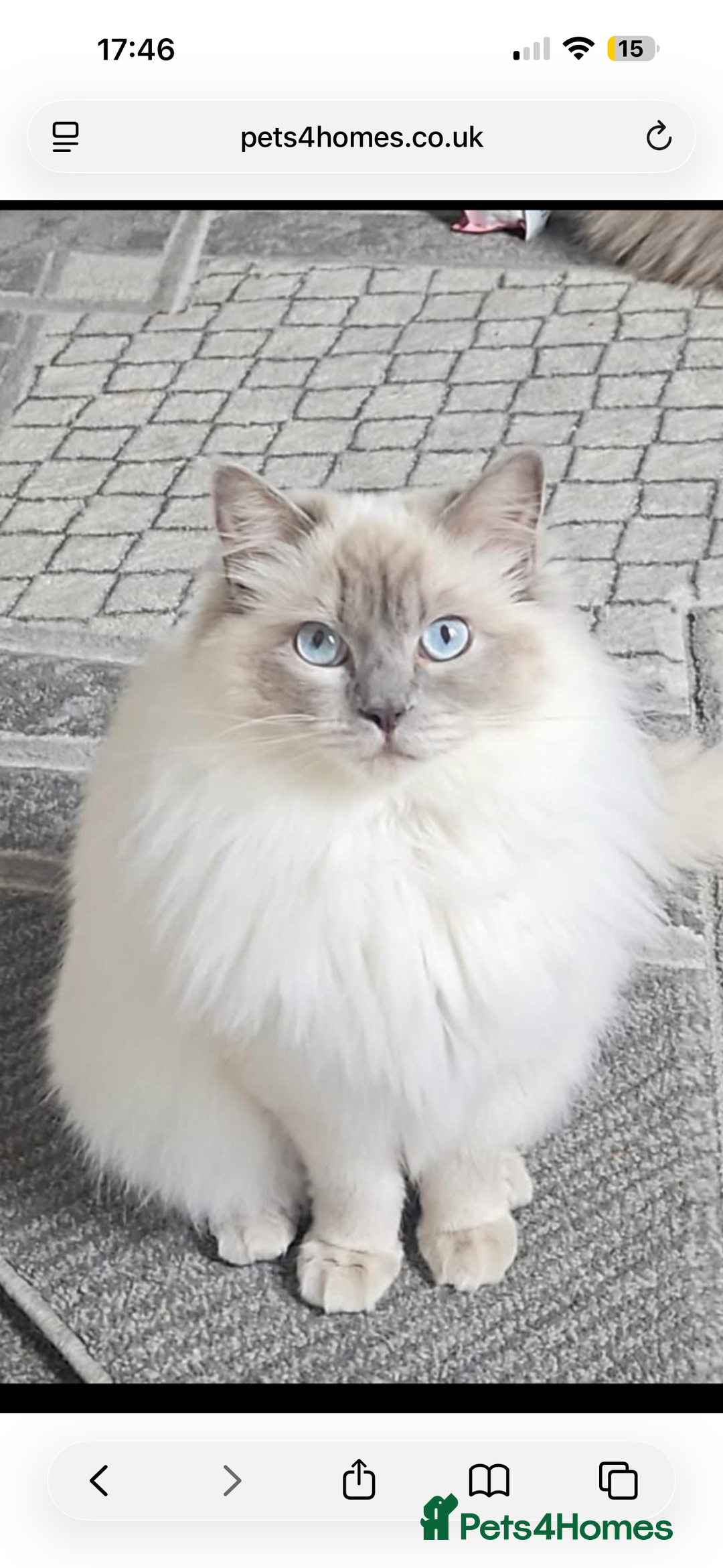Ragdoll cats for sale: GCCF reg , Rare and milky white Lilac kittens  - Advert 4