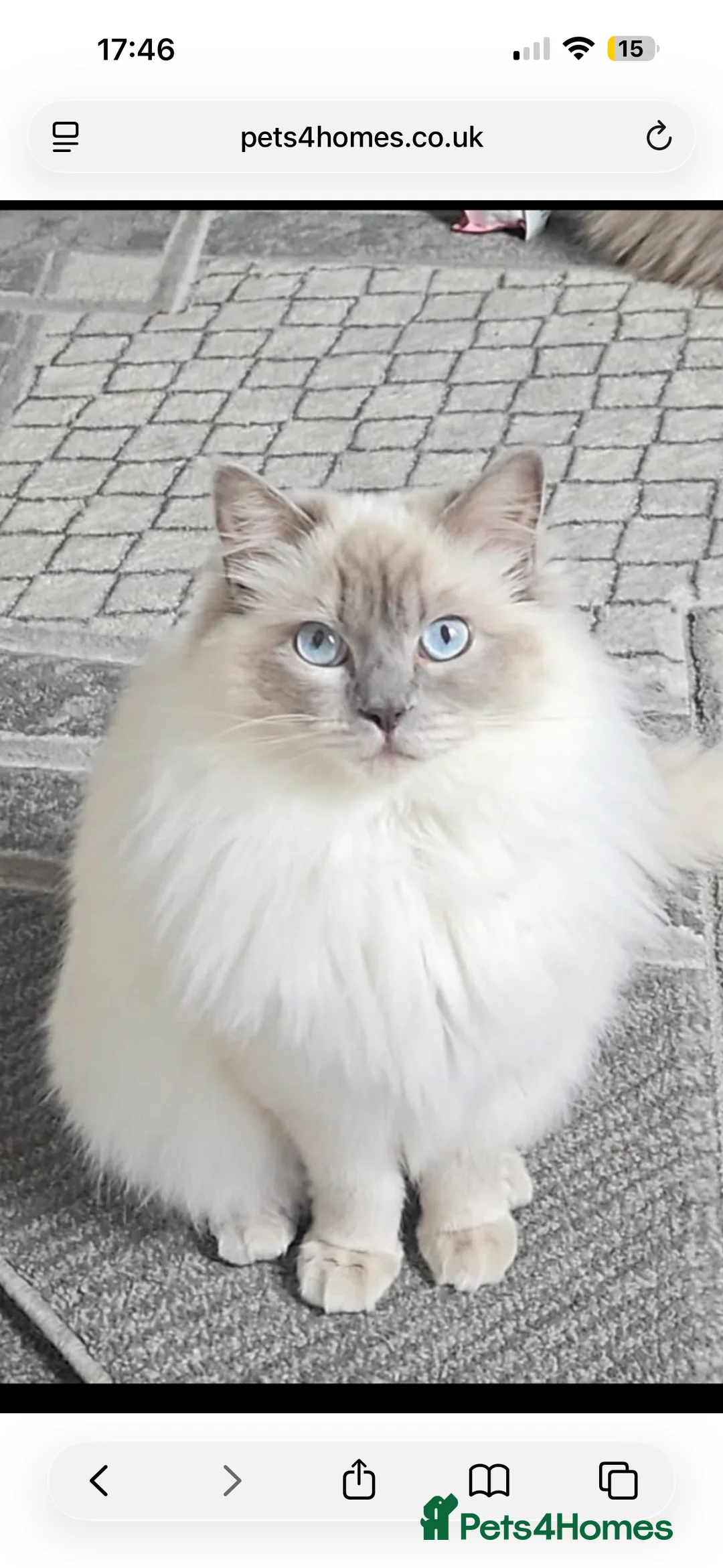 Ragdoll cats for sale: GCCF reg , Rare and icy  white Lilac kittens  - Advert 4