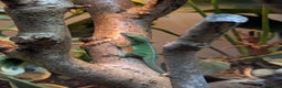 Anole reptiles for sale: Green Anoles. - Advert 4