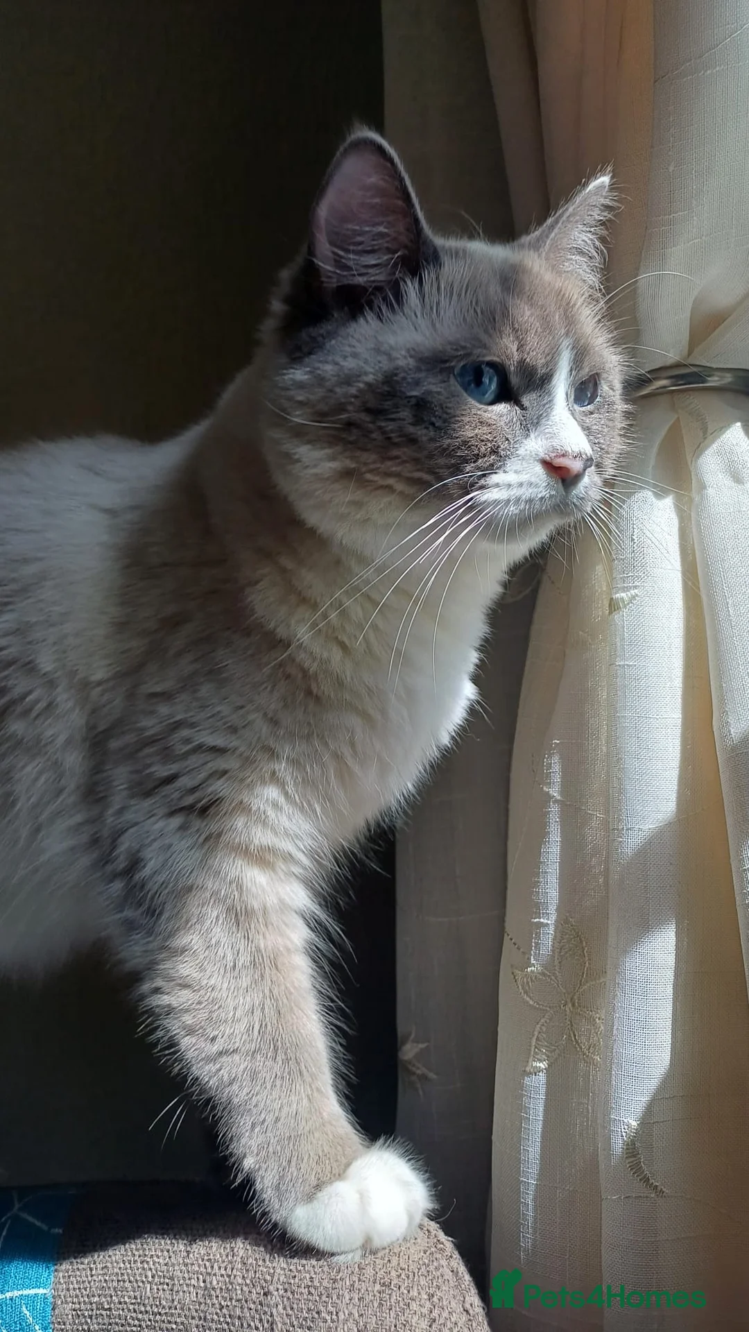 Ragdoll cats for sale: Cute ragdoll kittens - Advert 1