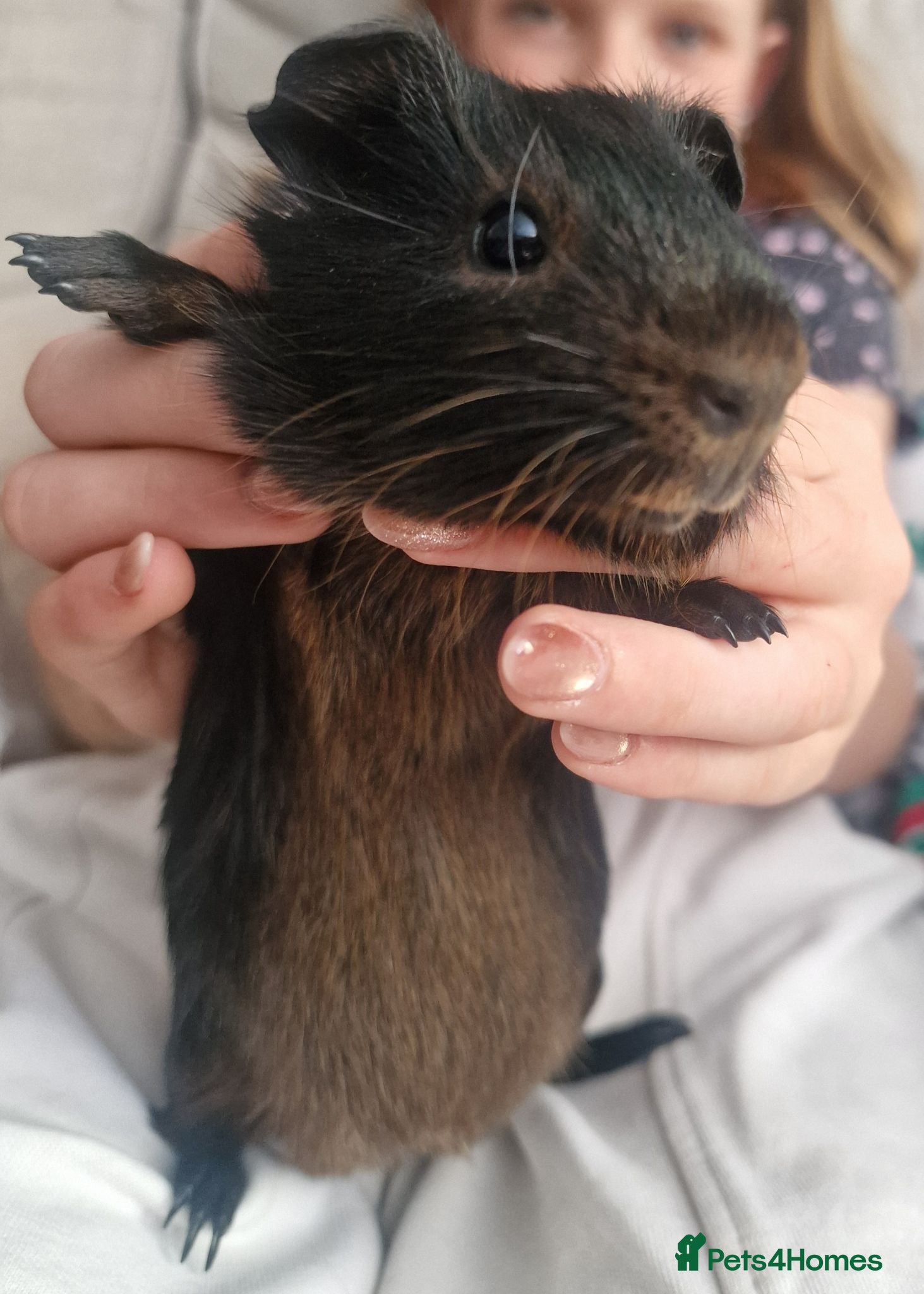 Guinea Pig rodents Brother and sister - Advert 2