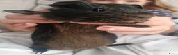 Guinea Pig rodents for sale: Brother and sister - Advert 4