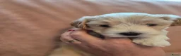 Maltipoo dogs for sale: Beautiful Maltipoo puppies available in July - Advert 8