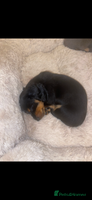 Miniature Dachshund dogs - Advert 4