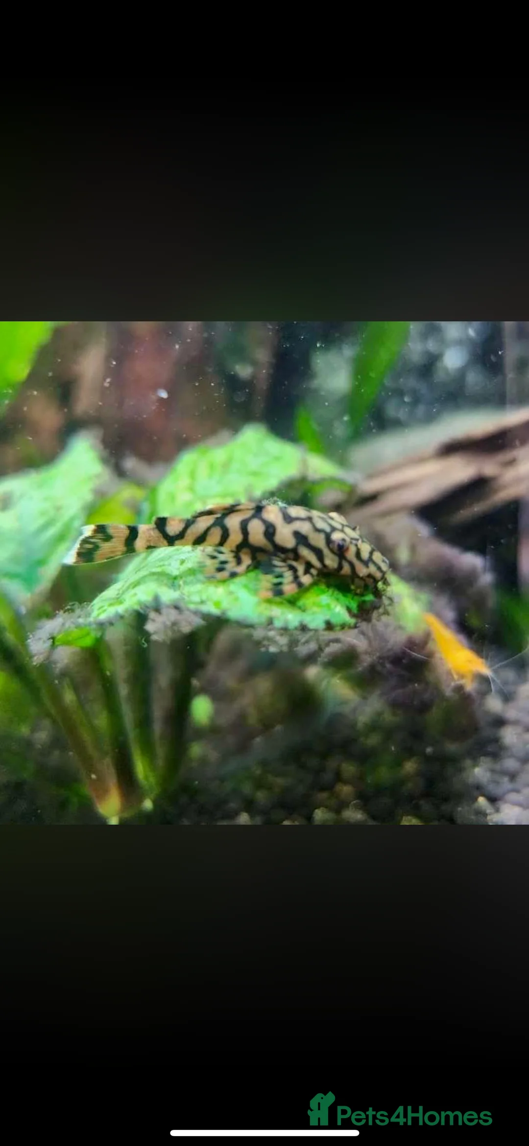 Plecos fish for sale: L519 Honeycomb Plecos  - Advert 12