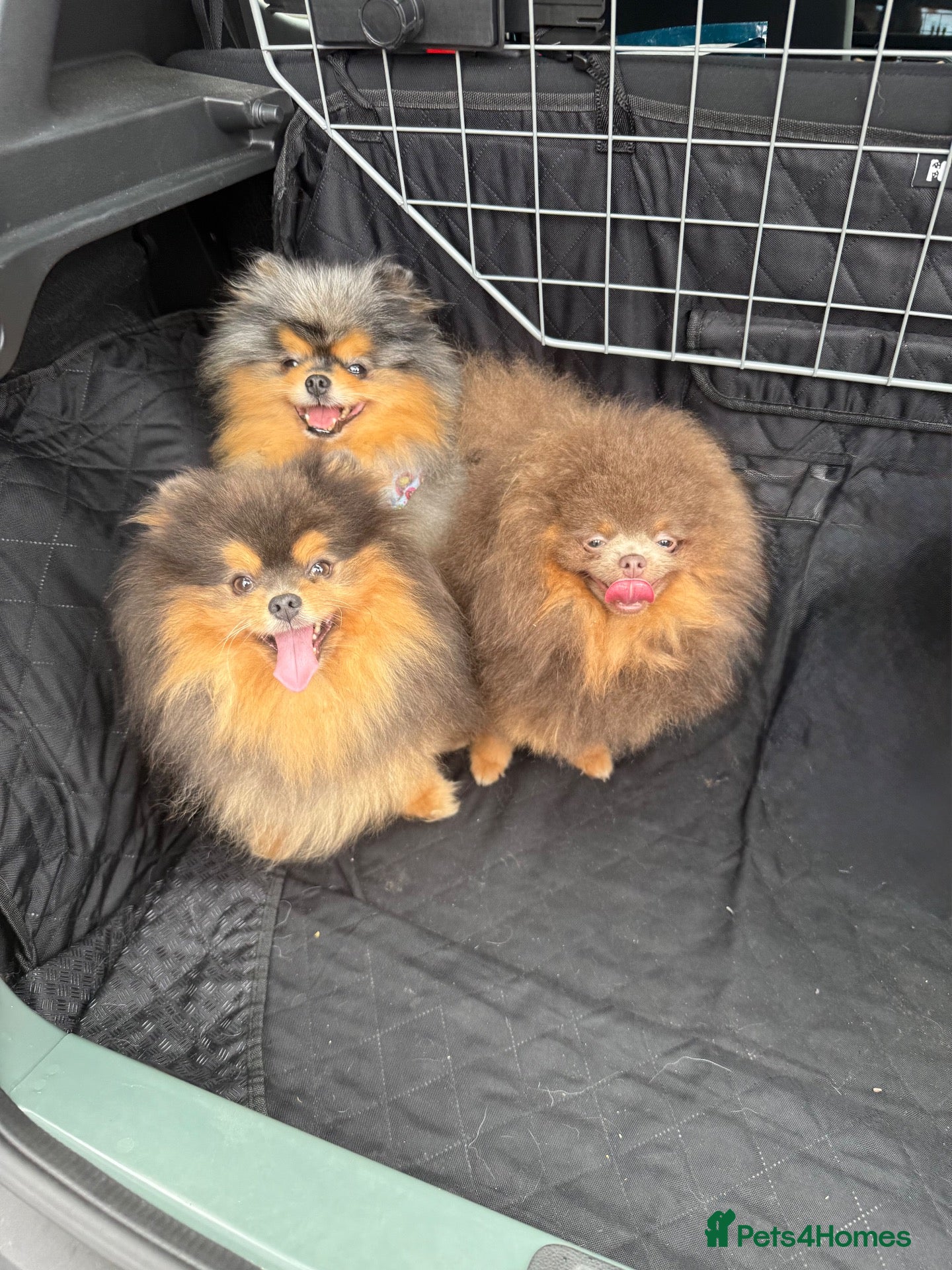 Pomeranian dogs Tiny KC lilac & tan stud  - Advert 13